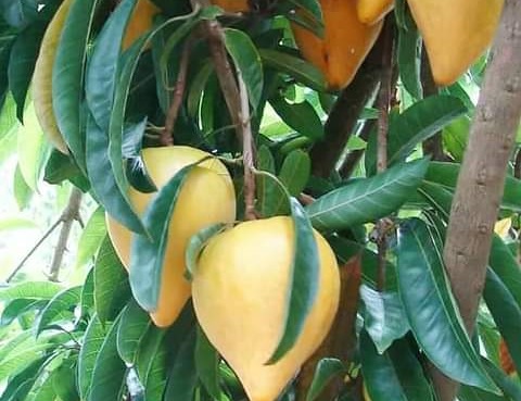 buah-sawo-mentega buah-sawo-mentega