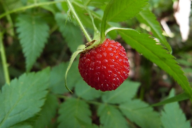 buah-arbei buah-arbei