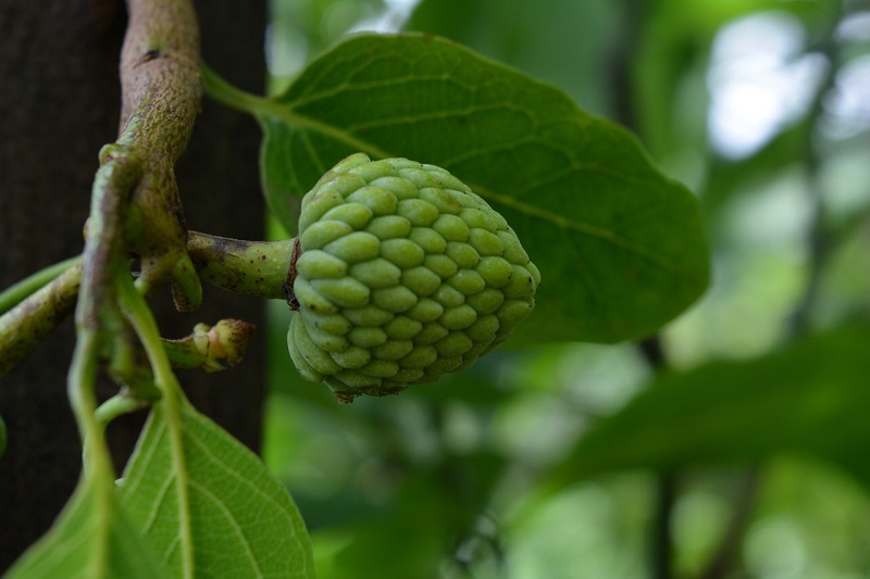 buah-cherimoya-adalah buah-cherimoya-adalah