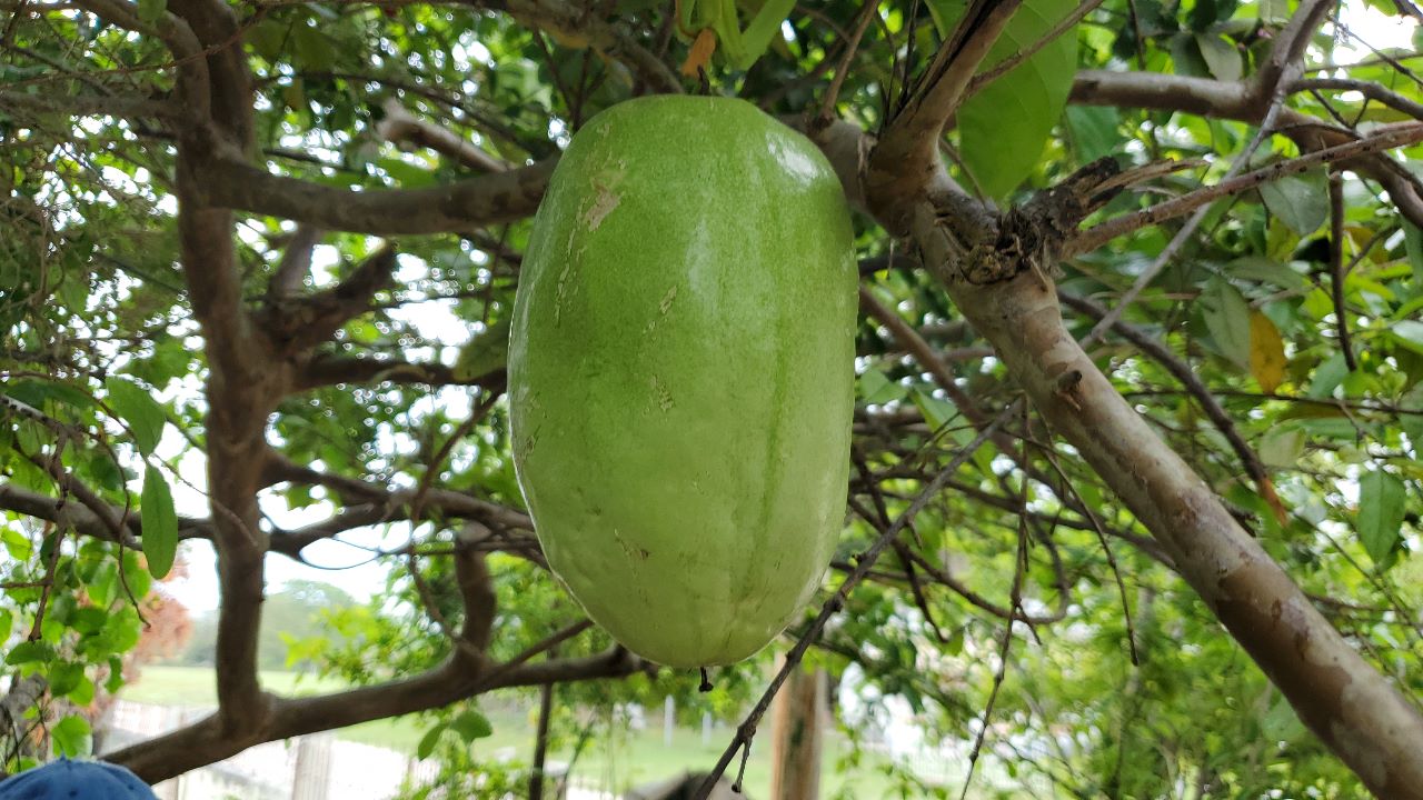 buah-erbis buah-erbis