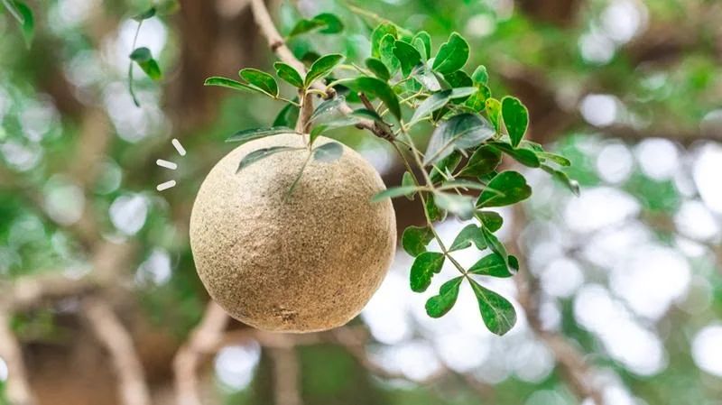 buah-kawista buah-kawista