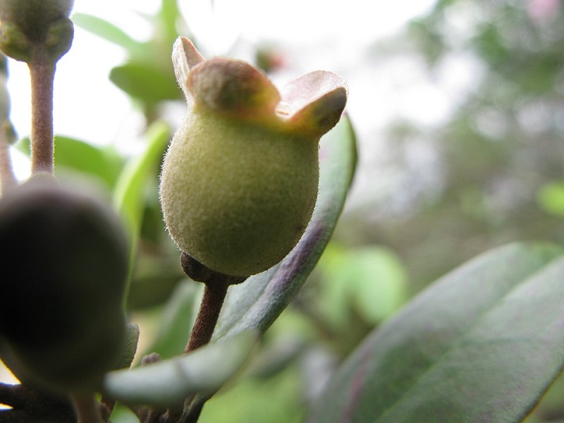 buah-kemunting buah-kemunting