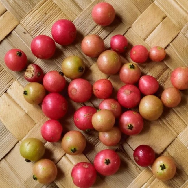 buah kersen buah kersen