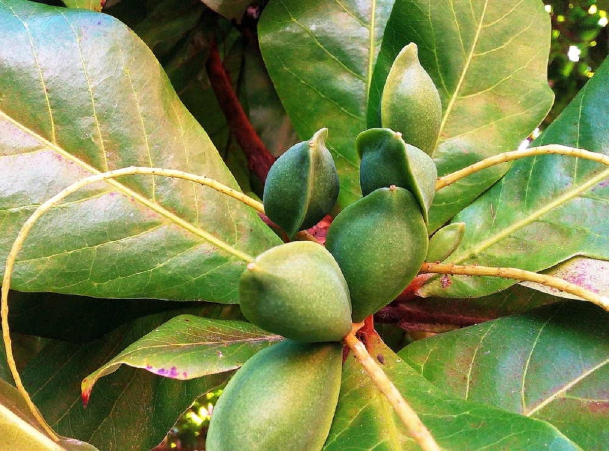 buah ketapang buah ketapang