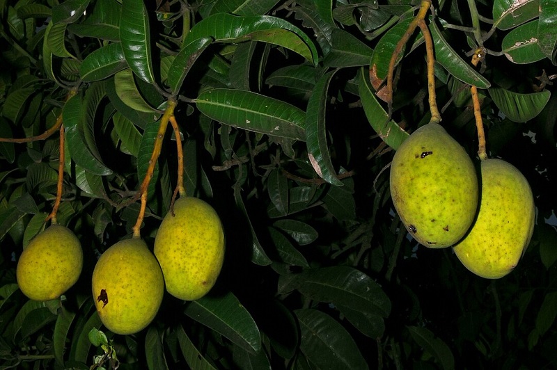 buah-kweni buah-kweni