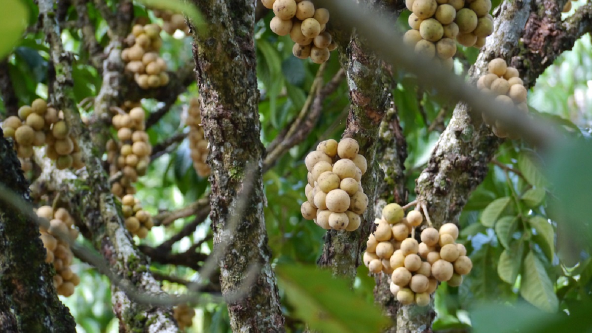 cara-merawat-buah-langsat cara-merawat-buah-langsat