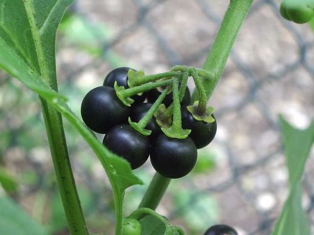 buah-leunca buah-leunca