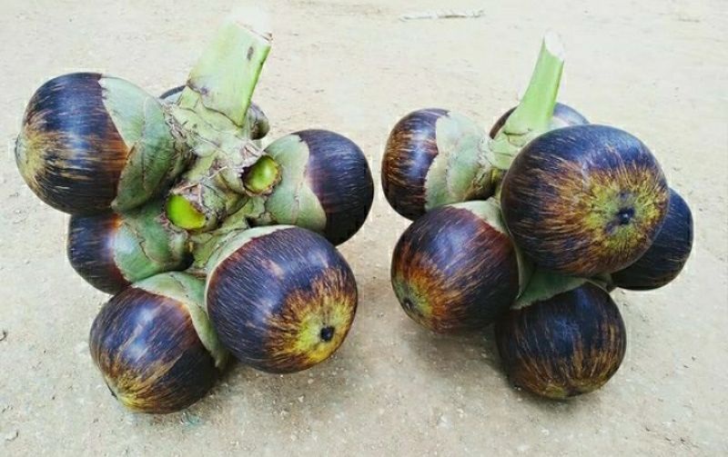 buah-silawan buah-silawan