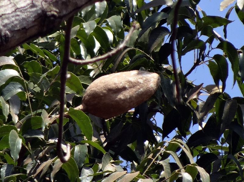 buah-mahoni buah-mahoni