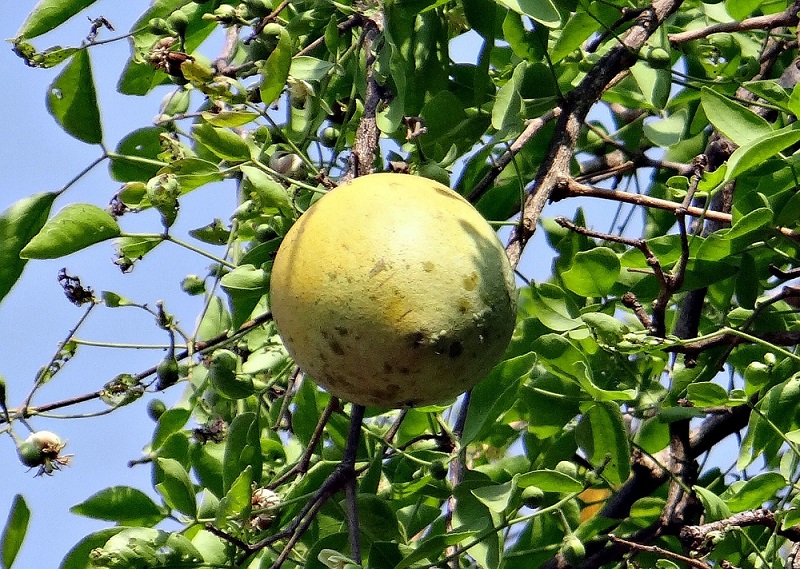 buah maja buah maja
