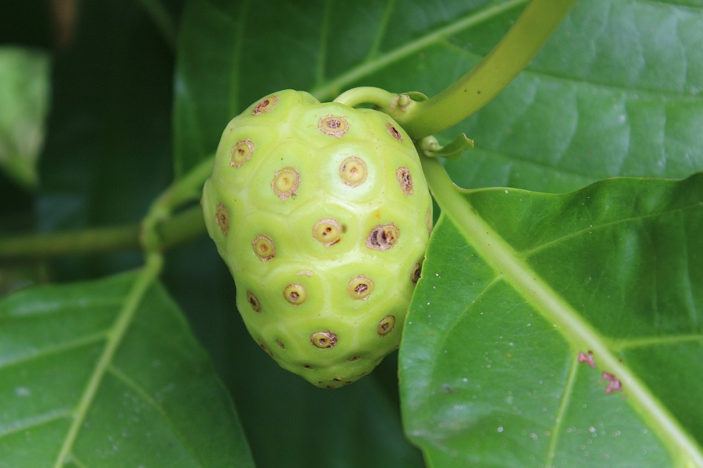 buah mengkudu buah mengkudu