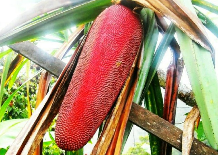 buah-merah-papua buah-merah-papua