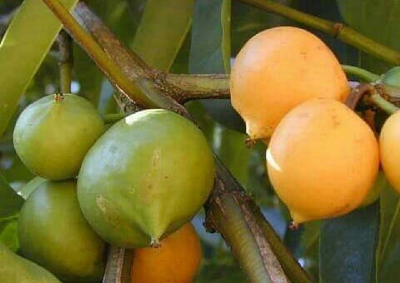 buah-mundu buah-mundu