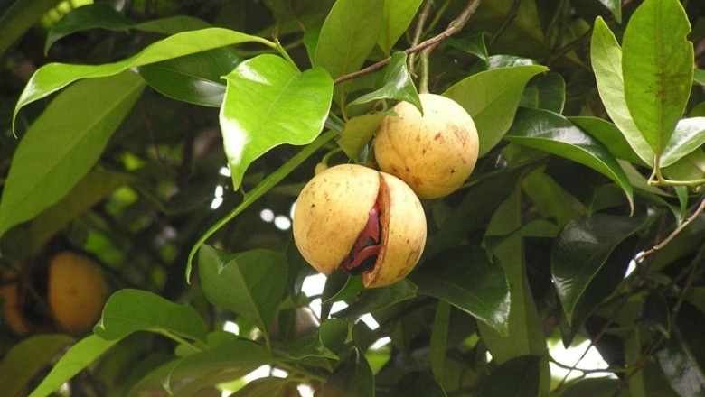 manfaat-buah-pala manfaat-buah-pala