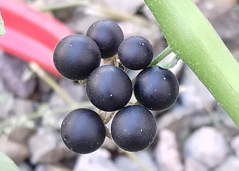 manfaat-buah-leunca manfaat-buah-leunca