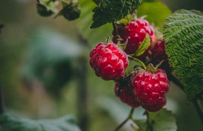buah-raspberry buah-raspberry