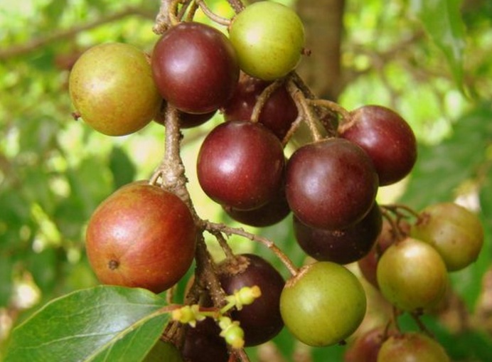 manfaat-buah-rukem manfaat-buah-rukem
