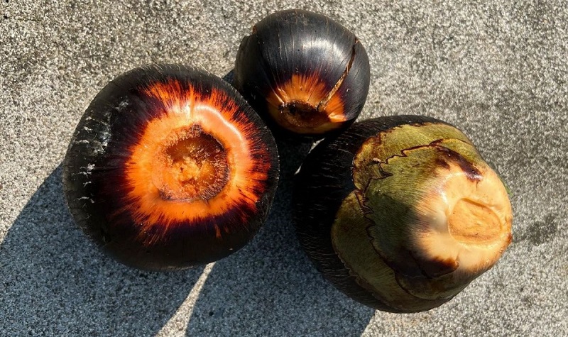 buah-lontar buah-lontar