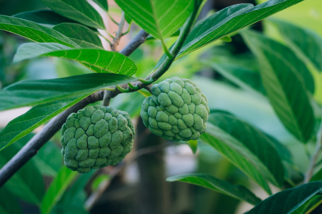 buah-srikaya buah-srikaya