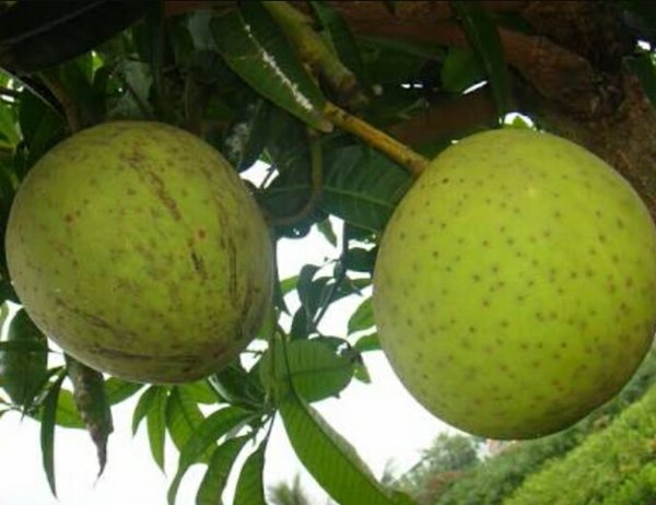 pohon-buah-kweni pohon-buah-kweni
