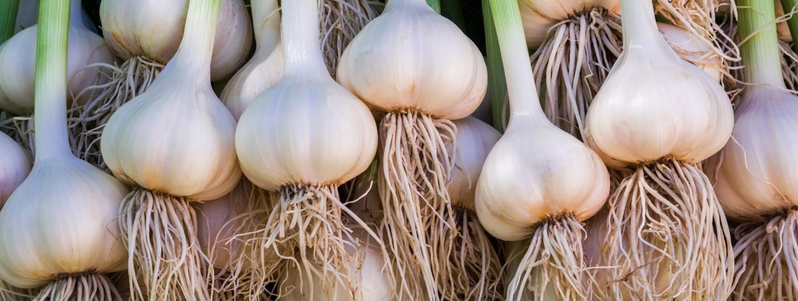 budidaya bawang putih budidaya bawang putih