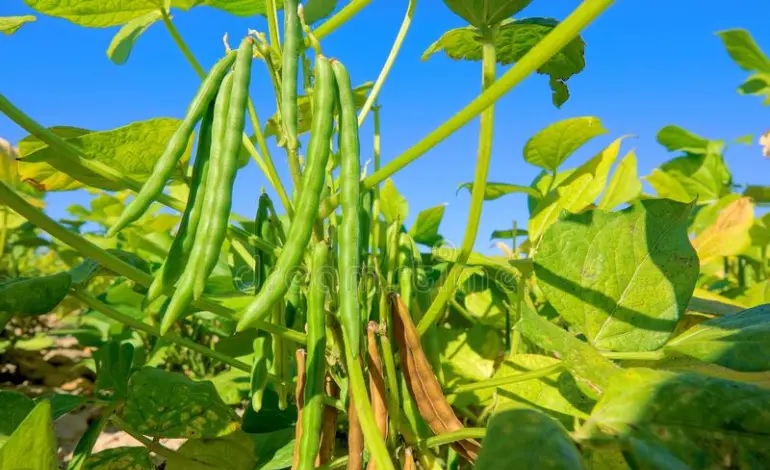 budidaya kacang hijau budidaya kacang hijau
