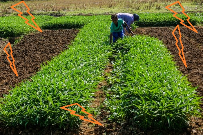 budidaya kangkung darat budidaya kangkung darat