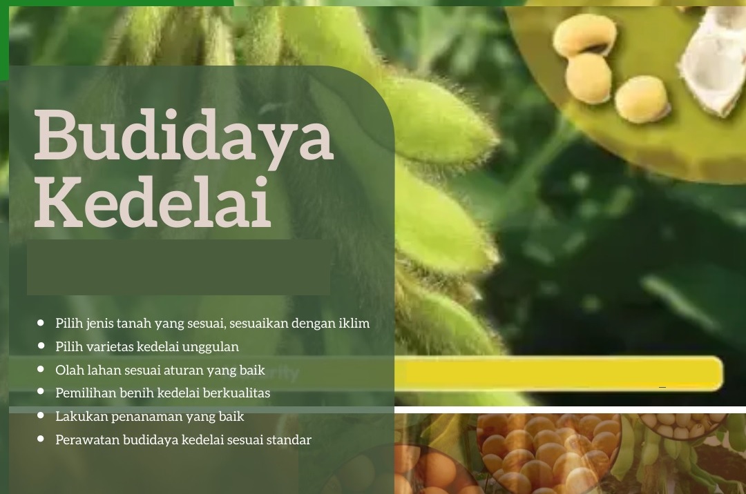 budidaya kedelai budidaya kedelai