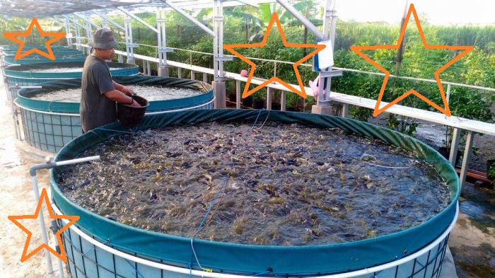 budi daya ikan lele bioflok