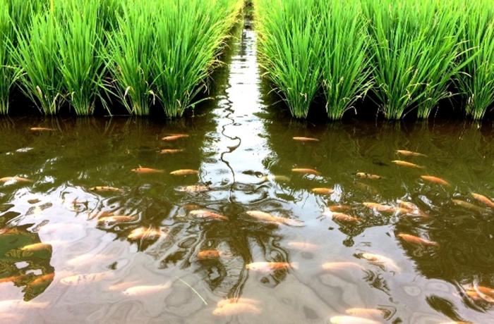 budidaya minapadi budidaya mina padi