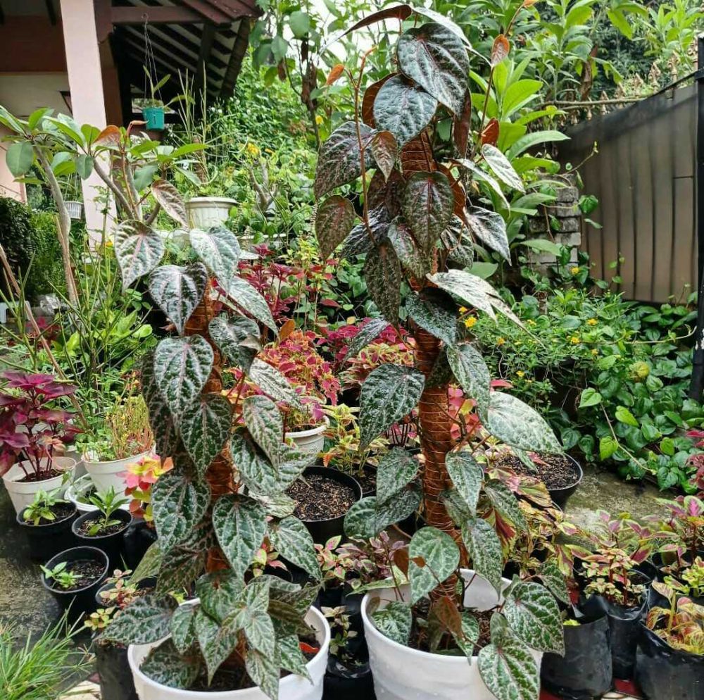 toga adalah toga adalah