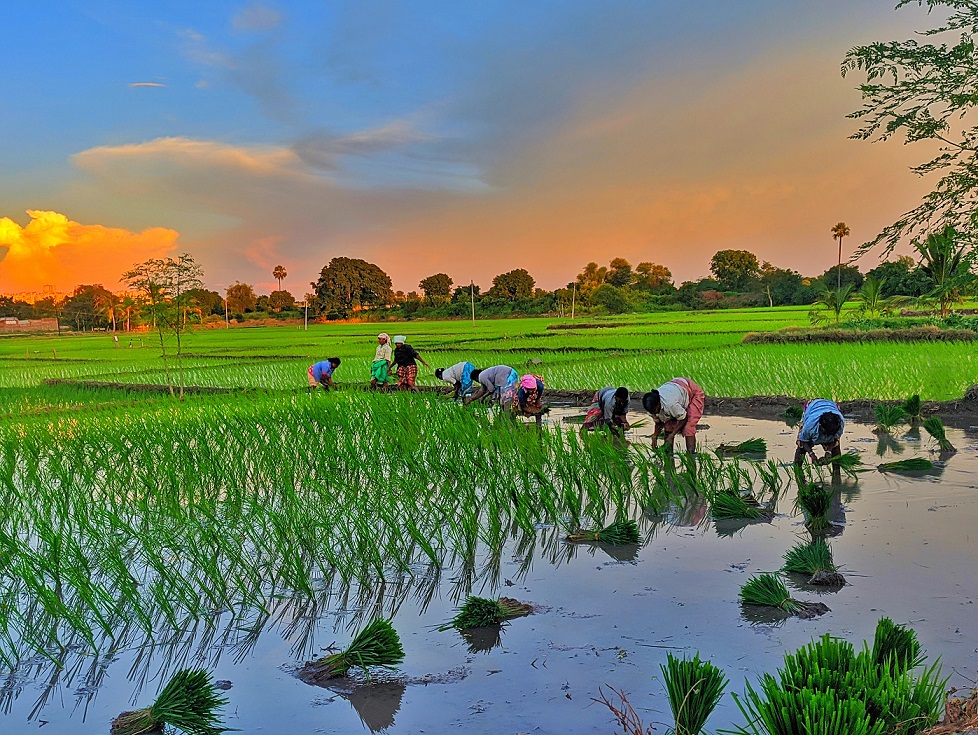 penanaman padi budidaya tanam padi