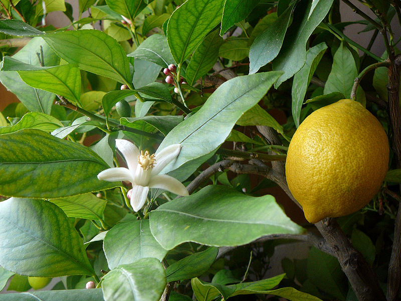 daun, bunga dan buah lemon daun, bunga dan buah lemon