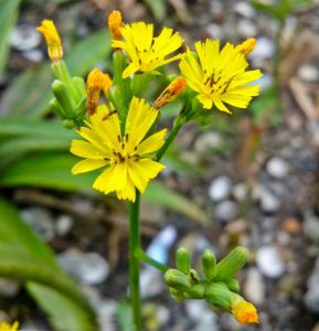 bunga tanaman daun dewa bunga daun dewa