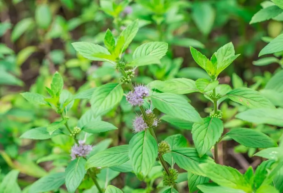 bunga tanaman mint bunga tanaman mint