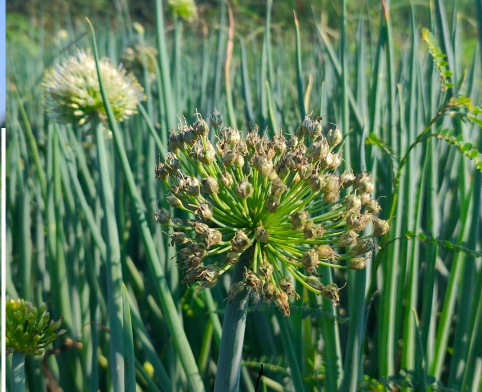 bunga daun prei bunga daun prei