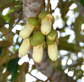bunga bakal buah durian
