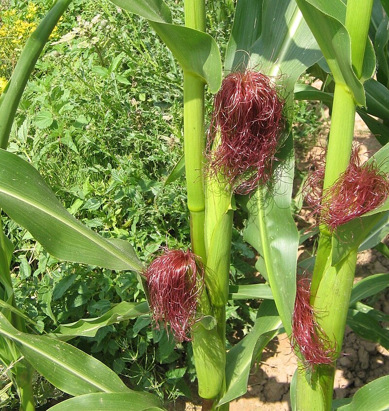gambar bunga jagung betina