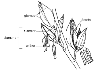 jabung berbunga bunga jagung