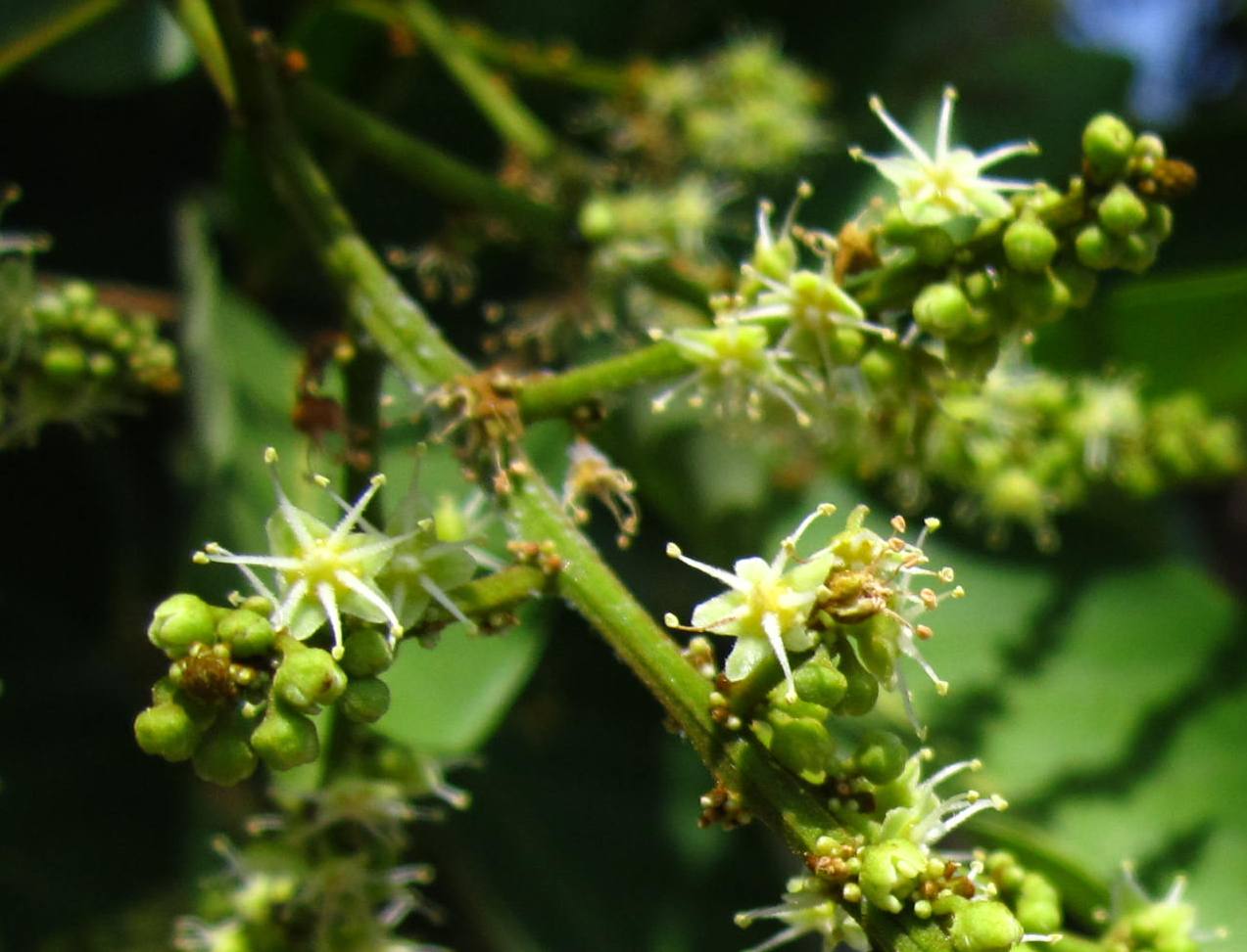 bunga jantan rambutan bunga jantan rambutan