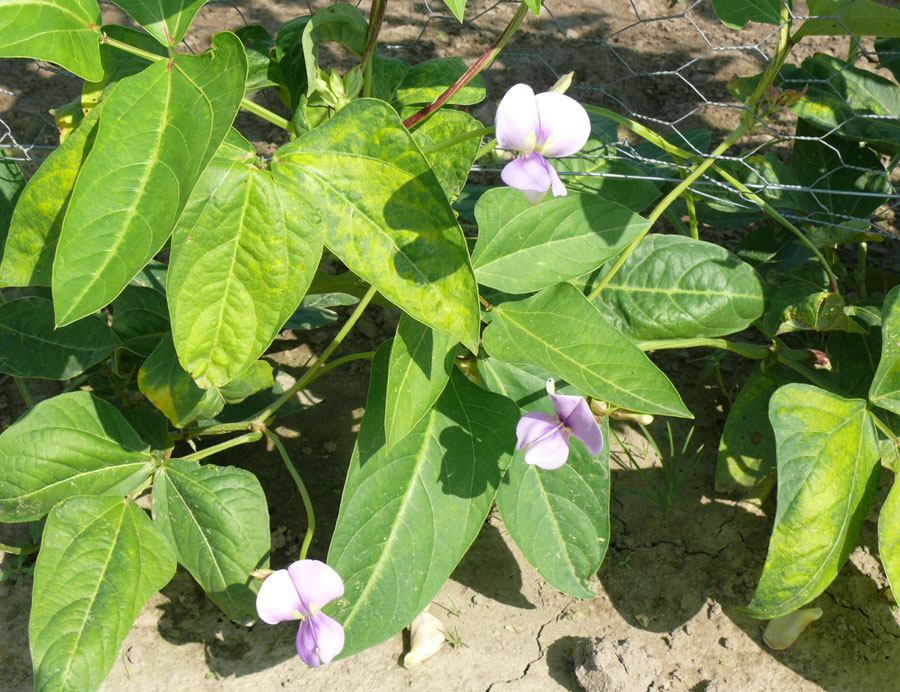 bunga kacang panjang bunga kacang panjang