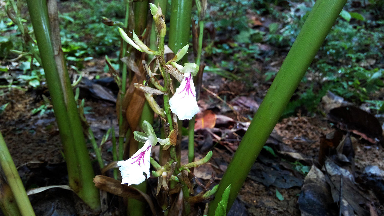 batang kapulaga batang kapulaga