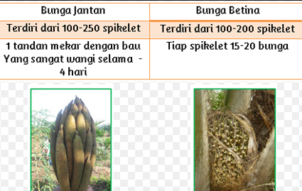 Tampilan fisik bunga jantan dan betina kelapa sawit