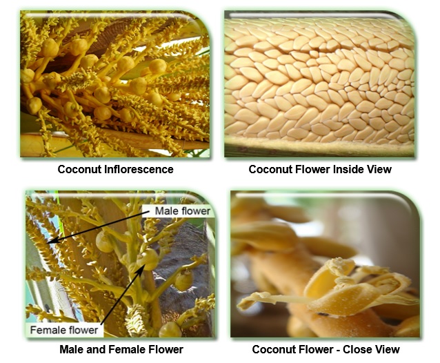 bunga kelapa bunga kelapa