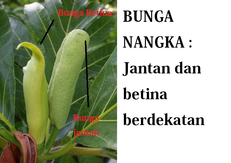 bunga nangka bunga nangka