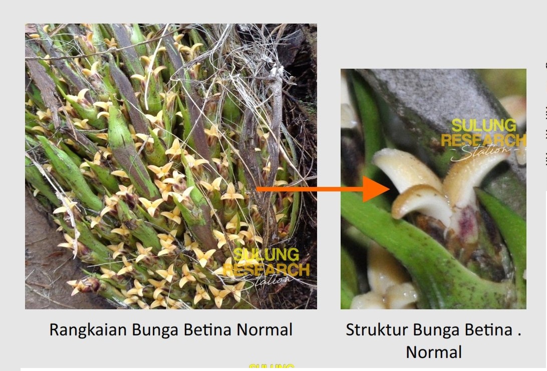 bunga sawit normal bunga sawit normal