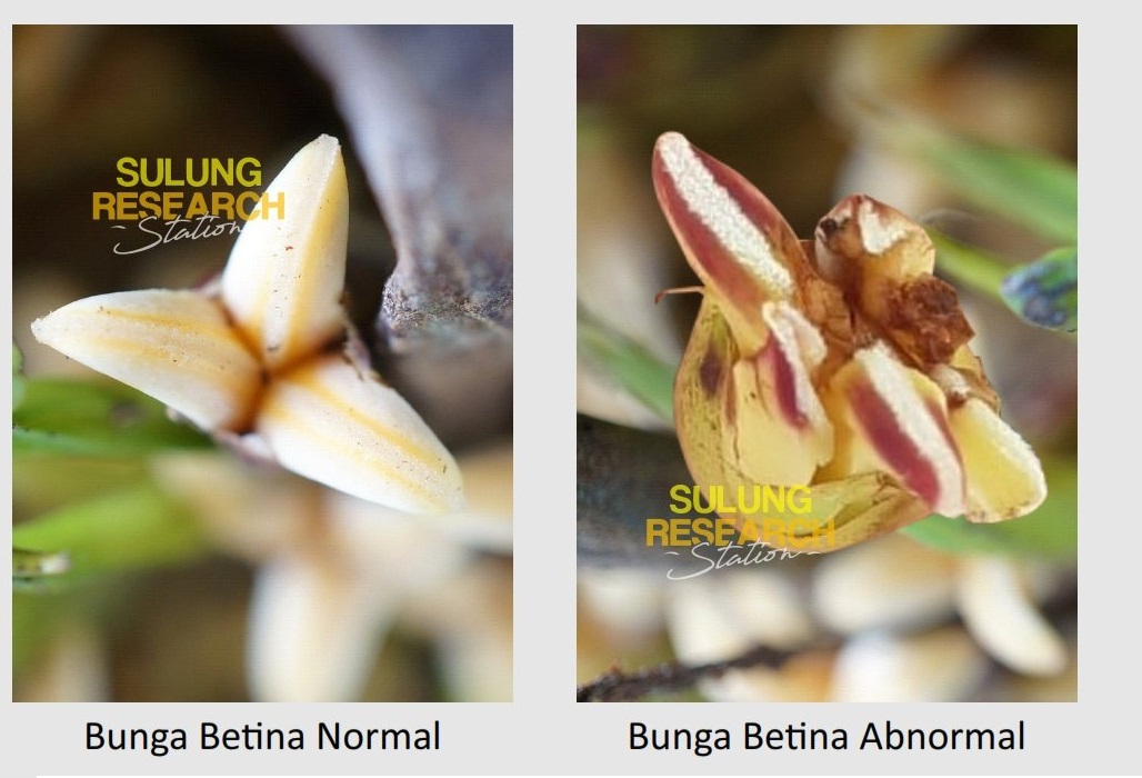 bunga sawit abnormal bunga abnormal