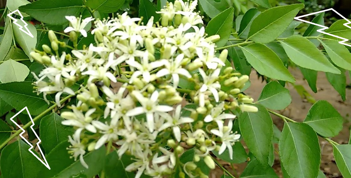 bunga tanaman daun kari bunga tanaman daun kari