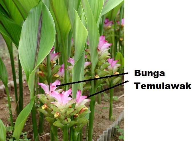 bunga temulawak bunga temulawak