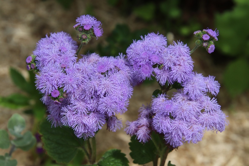 ageratum bunga ageratum bunga